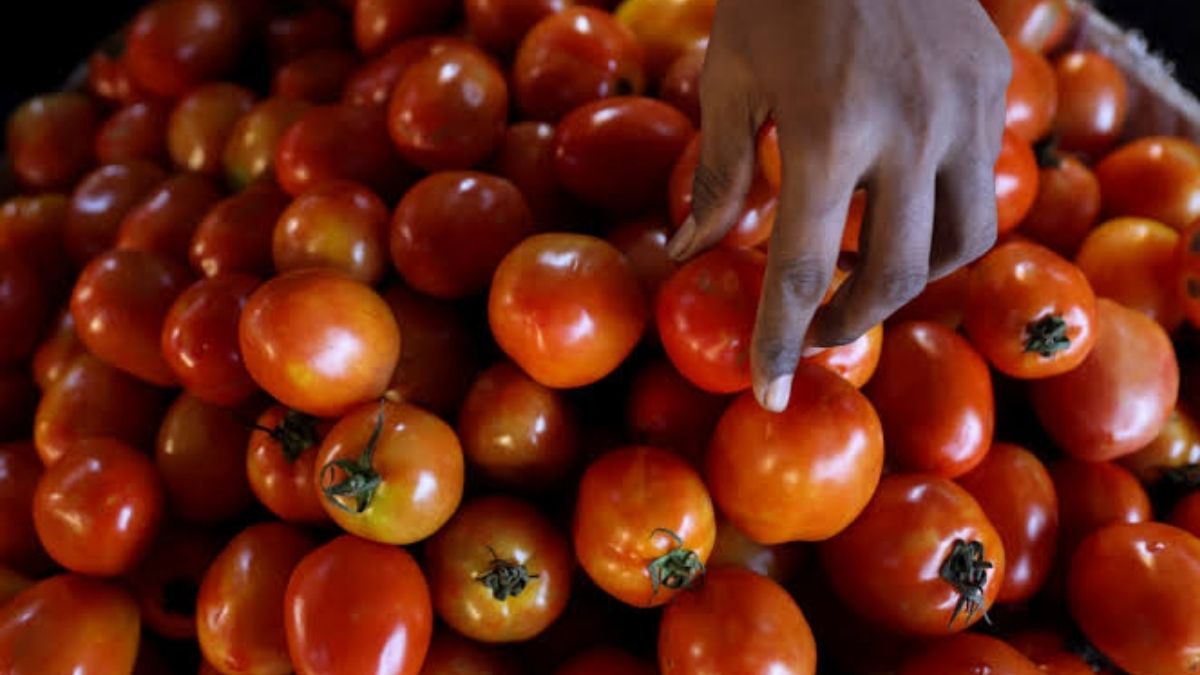 Retail tomato prices surge 24% amid heatwave, monsoon deficiency
