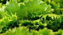 Why FDA says Taco Bell’s positive lettuce test was not actually positive? All about Cyclospora probe