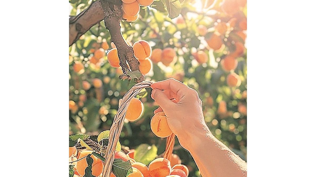 Kargil’s apricot farmers adapt to climate change Kargil’s apricot farmers adapt to climate change
