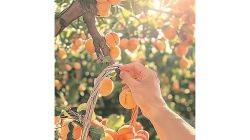 Kargil’s apricot farmers adapt to climate change