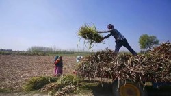 Factories hold, farms falter: HSBC sees uneven momentum in India’s economy