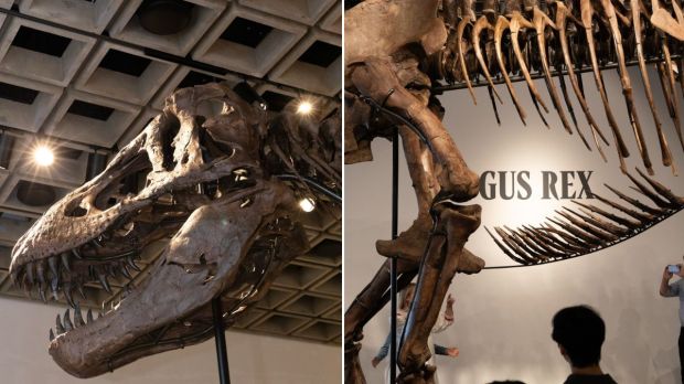 t rex gus
