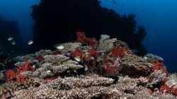 Why luxury travellers are ditching Maldives for Raja Ampat in 2026