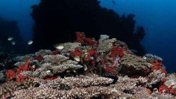 maldives vs raja ampat