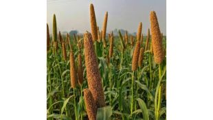 From Seed to Shelf: Why India's Millet Revolution Depends on Value Chains, Not Just Production