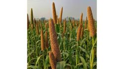 Millets need value chain, not celebration