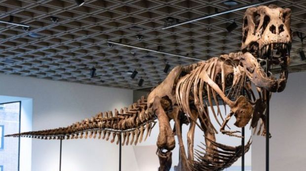 t rex gus auction