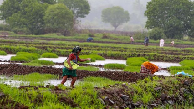 Agriculture was primary activity at the time of independence of India. Photo: Express archive