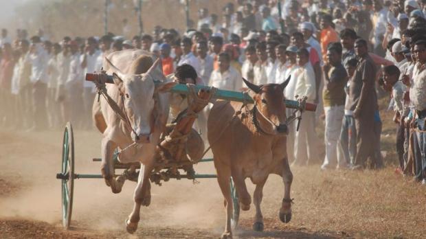 Bailgada Shaiyat tournament in Maharashtra. Photo:x