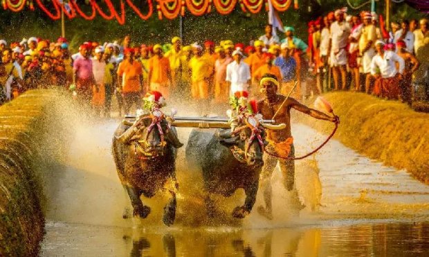 Bullock Cart Racing is one of the most scenic sports in India. Photo: X