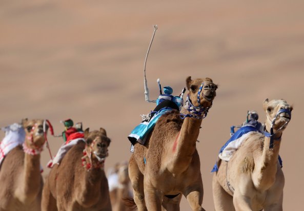 Camel Racing with robot jockeys in the Gulf. Photo: X
