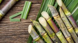 Sugar industry proposes advancing cane crushing to boost supplies
