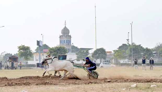 Bullock cart racing taking place in Punjab. Photo: X