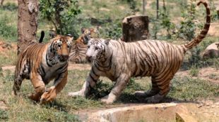 New Railway line through two tiger reserves in MP-Maharashtra gets environment clearance.