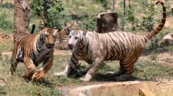 Railways wants a third track through key tiger reserves. What safeguards are being planned?
