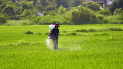 Import prices of urea down 60% since April peak
