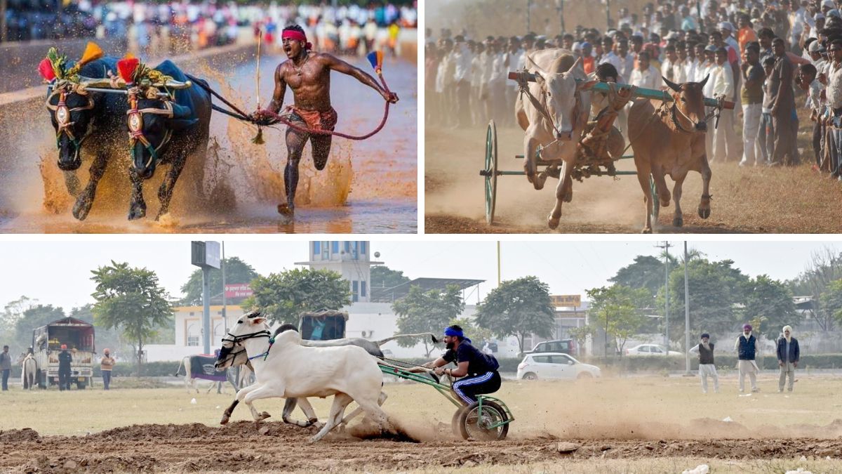Chasing a bullock cart league dream- Bull Run for lessons from Kabaddi, Dubai and Derby
