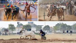 Chasing a bullock cart league dream- Bull Run for lessons from Kabaddi, Dubai and Derby