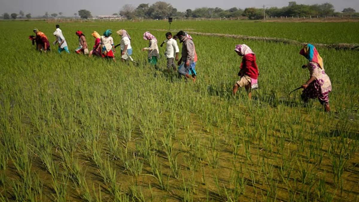 India's Kharif Sowing Declines Amid Rainfall Deficit and Uneven Monsoon Rains