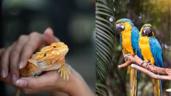 When animals pay the price