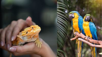 When animals pay the price