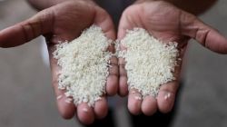 Explainer: Gene-edited rice: Heralding a second green revolution