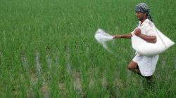 Govt spends 56% of budgeted fertiliser subsidy