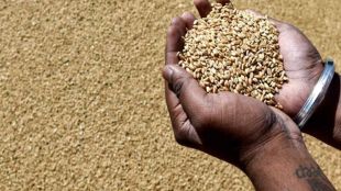 India allows free wheat exports amid surplus stocks and record wheat production
