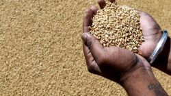 Govt frees wheat, flour exports