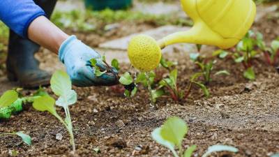 Build strategic fertiliser reserves to address external shocks: Panel