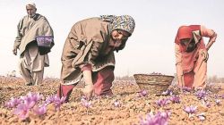 Kashmiris can see climate change