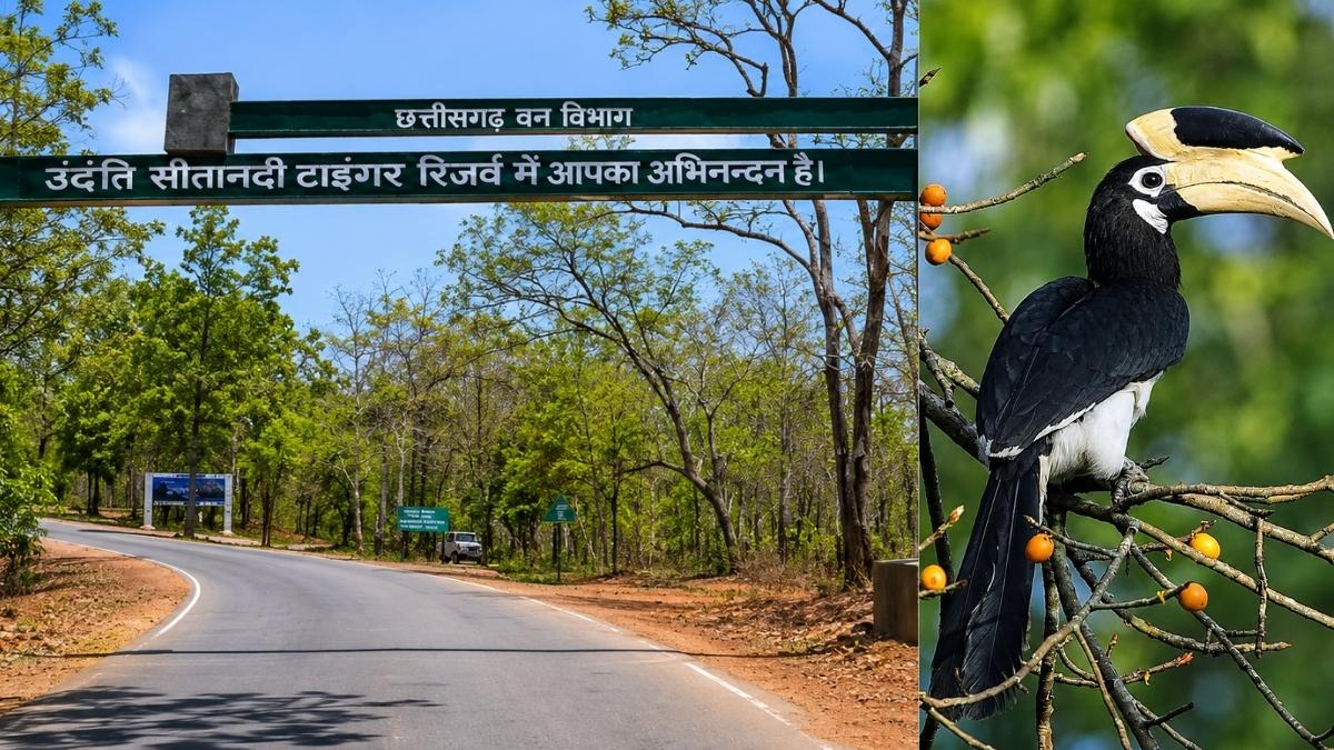 Footloose: Book a hornbill safari