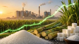 sugar stocks, sugar stocks today, sugar stocks rally, sugar stocks to buy
