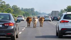 Govt issues new SOP to tackle stray cattle on NHs, expressways: What motorists should know