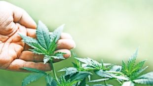 Wellness Fad or Medical Breakthrough? The Hidden Health Risks Behind India’s Unregulated Cannabis Market