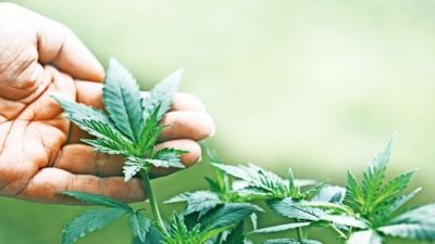 Clearing the air on medical marijuana