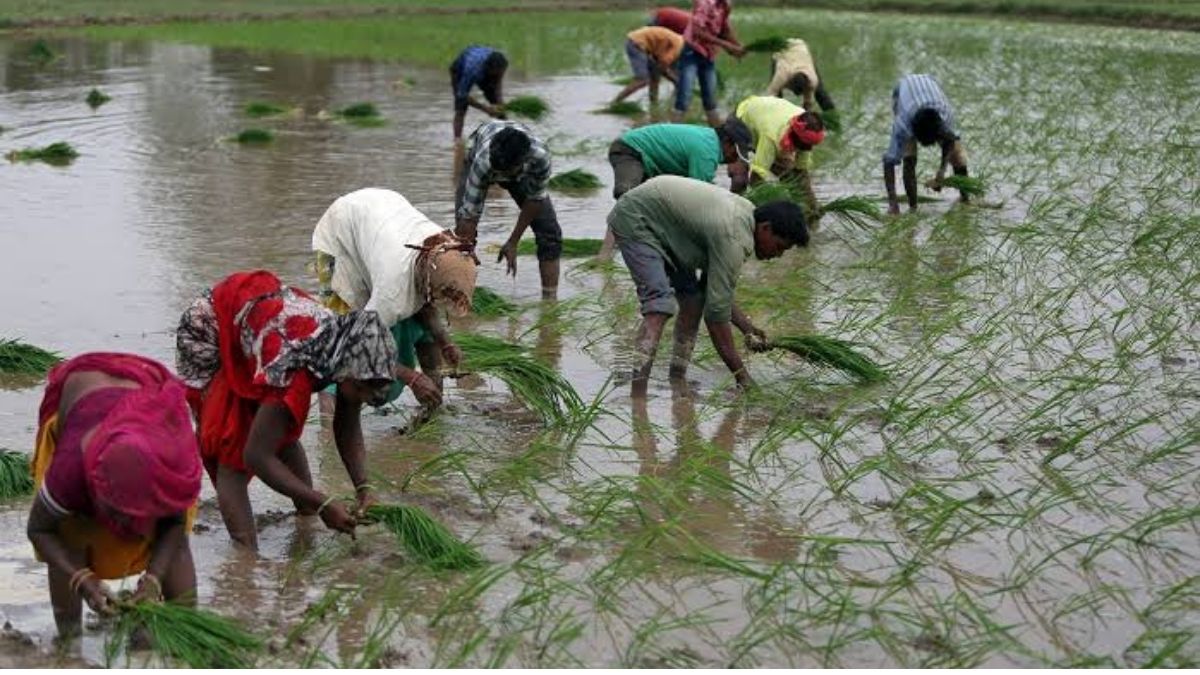 India's Kharif Sowing Area Declines with Rice Coverage Falling in 2026 Season