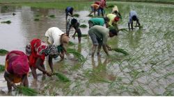 Paddy area down 4% as kharif sowing draws to a close