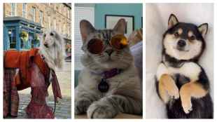Samantha, Afghan hound ; Nala, a Siamese-Tabby mix cat; Manyu, the dog