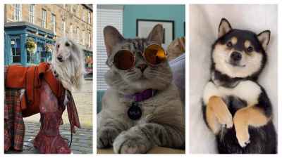 Paws, play, post