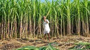 India's administered cane prices have increased substantially since 1986-88, while the reference price remains anchored to the historical base period.