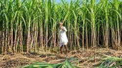 Australia flags India’s sugarcane support at WTO