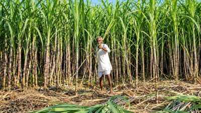 Australia flags India’s sugarcane support at WTO