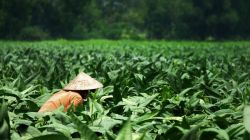 What limits value addition in India’s tobacco exports