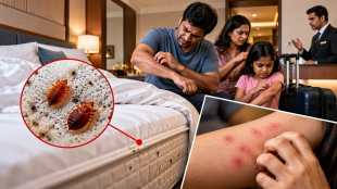 Bed Bugs