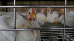 Costlier feed may push up broiler chicken, egg prices