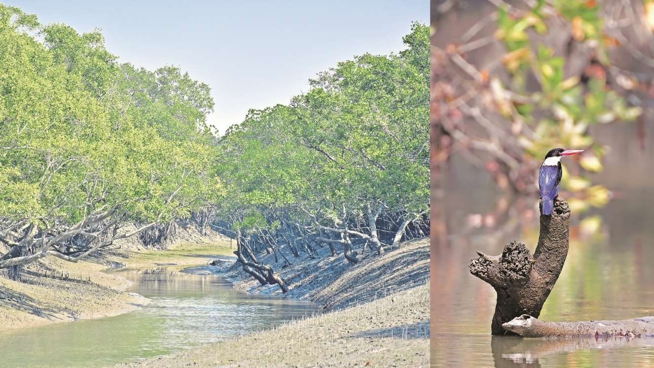 Navigating the mangroves