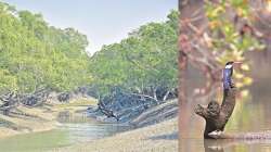 Navigating the mangroves