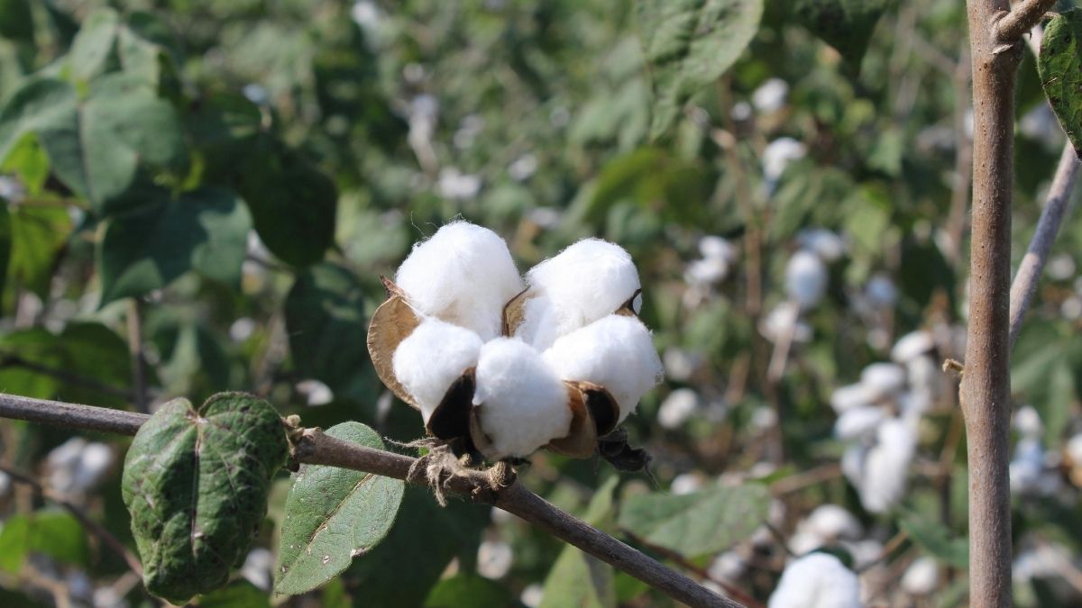 Study Estimates Unapproved GM Hybrids on Up to 30% of Cotton Area