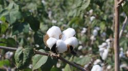 Up to 30% of India’s cotton area under ‘illegal’ GM hybrids: Study
